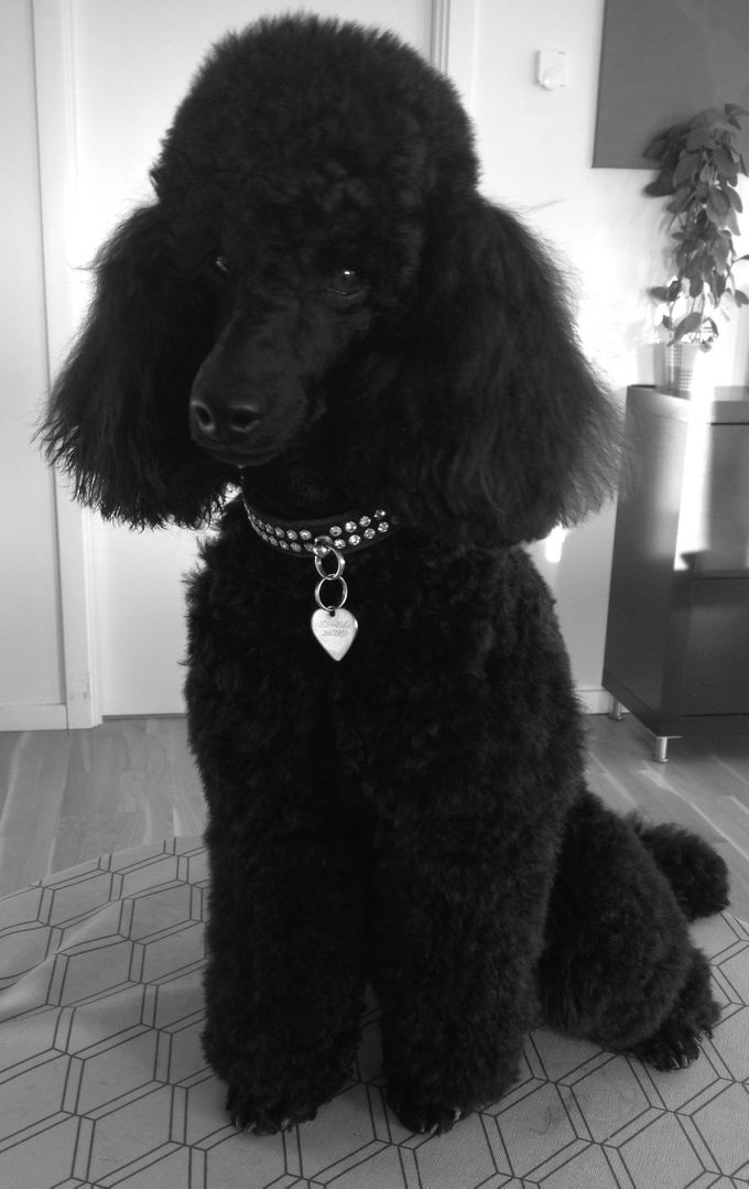 Velkommen til Fanø og Rødding Hundesalon!  Dette er siden for både min hundesaloner, samt mit opdræt af dværgpudler. Jeg er indehaver af en lille kennel ved navn Mystellas
Jeg håber, du får svar på det, du søger - ellers er du velkommen til at kontakte mig :)